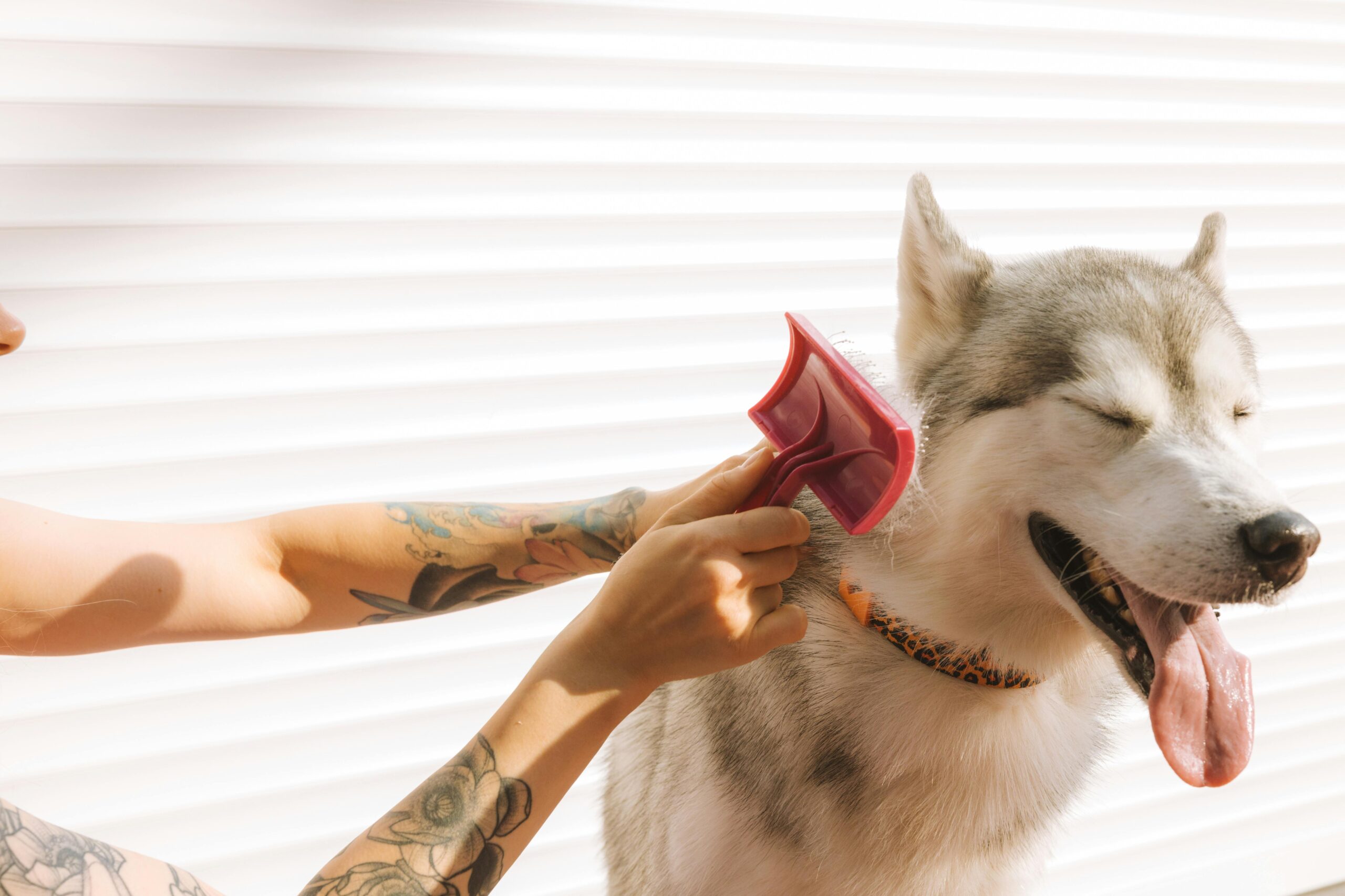 Toilettage pour husky Lyon