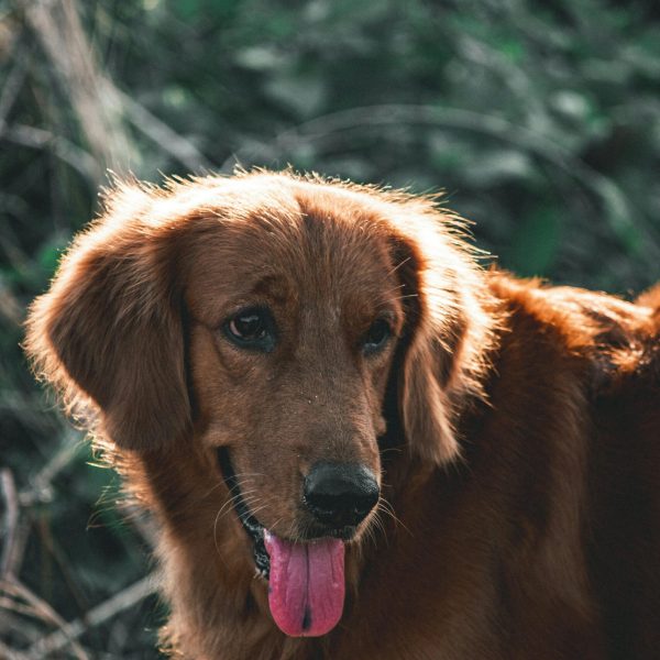 Chien dans la nature Toilettage bio