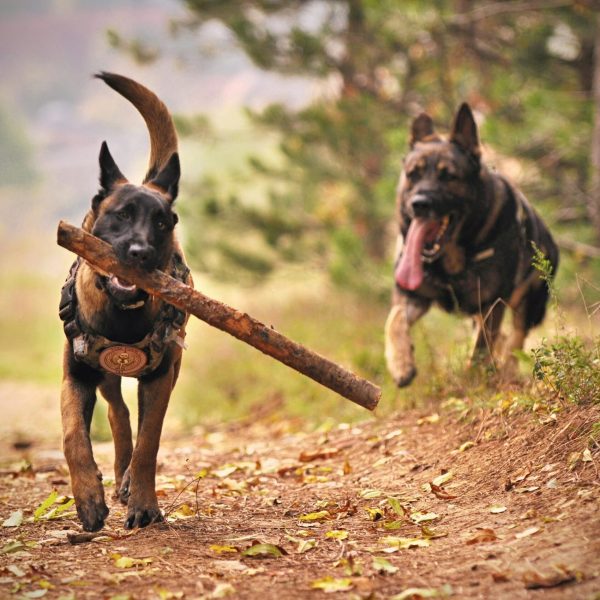 Deux chiens dans la nature Deux chiens dans la nature