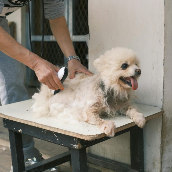 pexels-sims1217-16465562 Coupe à la tondeuse pour chien et par un toiletteur