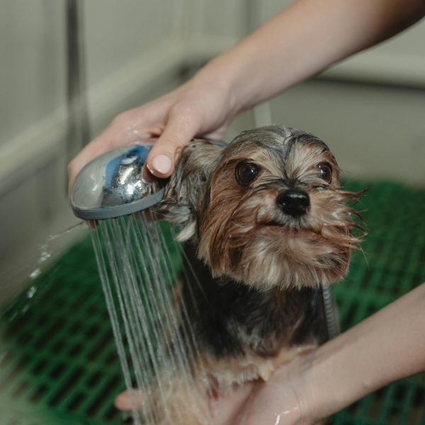 pexels-tima-miroshnichenko-6131165 Bain et douche pour chien lyon