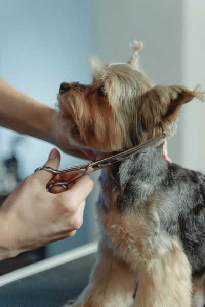 Toilettage pour chien – nos produits bio Image d'illustration d'un chien et de la toiletteuse - Lyon